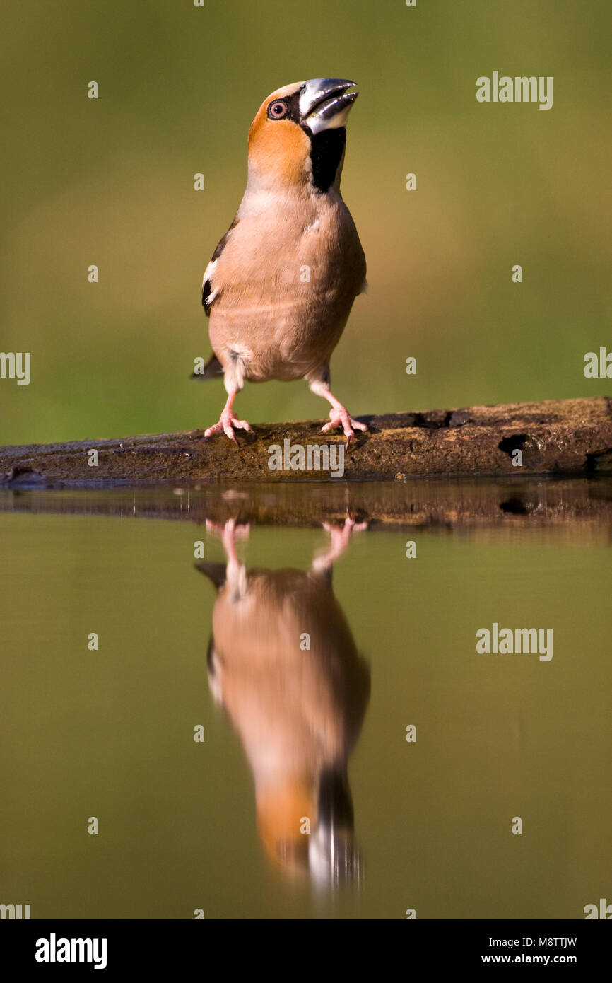 Drinkplaats Appelvink ; Hawfinch bij au site potable Banque D'Images