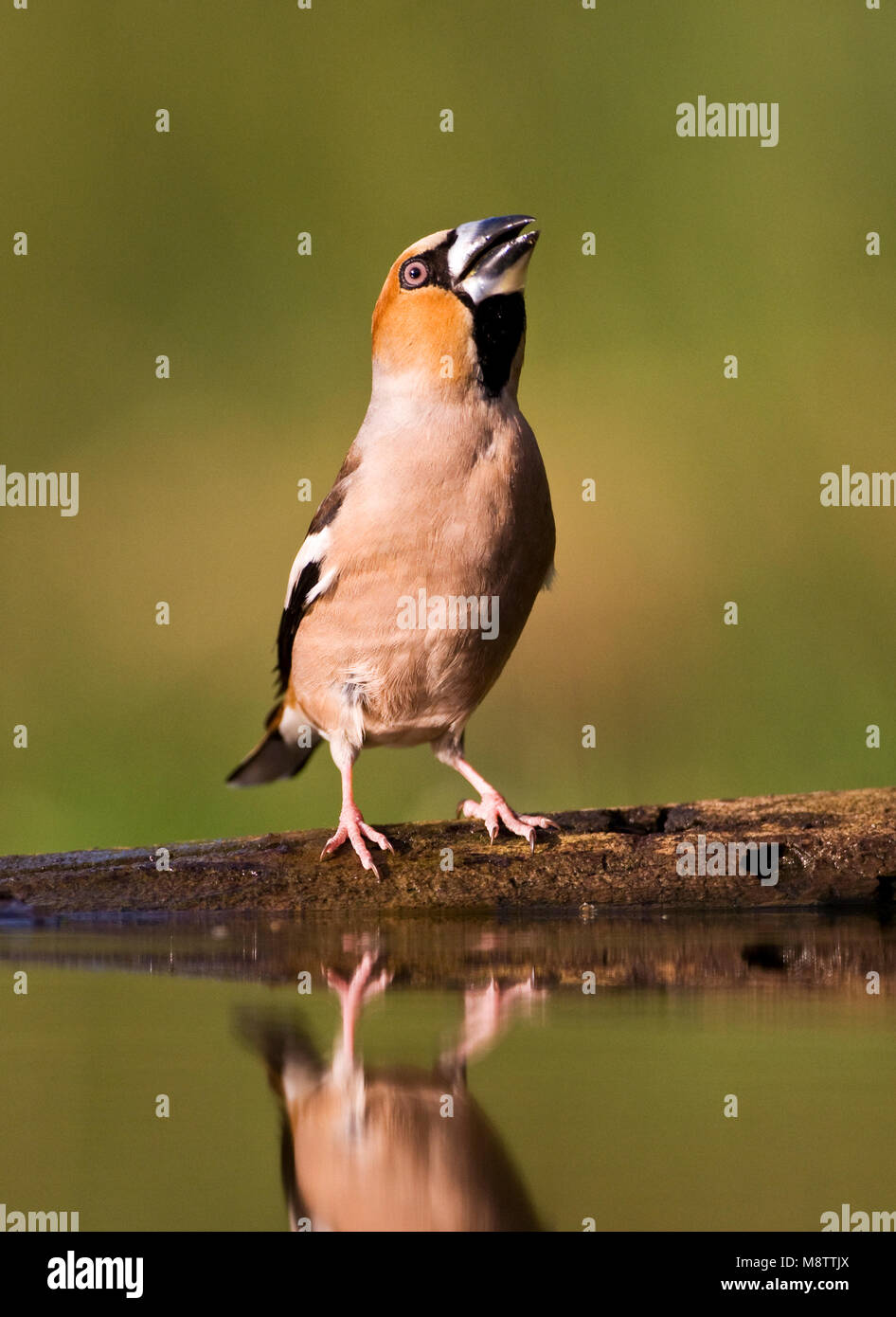 Drinkplaats Appelvink ; Hawfinch bij au site potable Banque D'Images