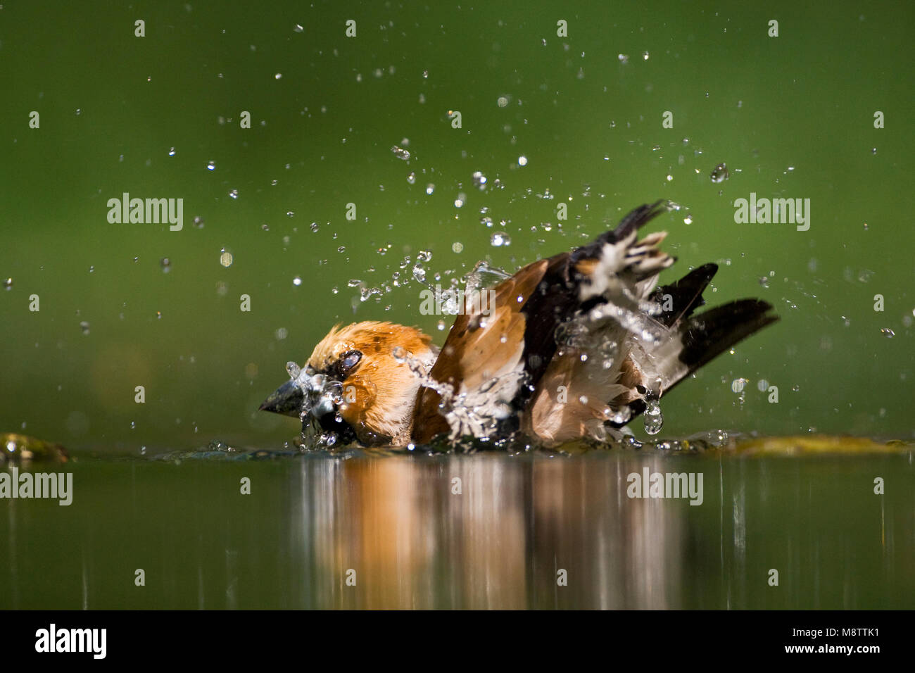 Volwassen Appelvink badderend ; des profils Hawfinch echelle Banque D'Images