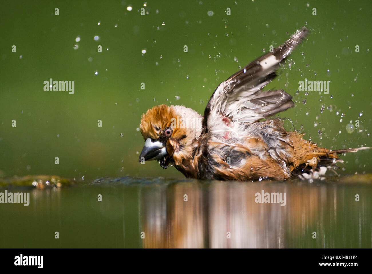 Volwassen Appelvink badderend ; des profils Hawfinch echelle Banque D'Images
