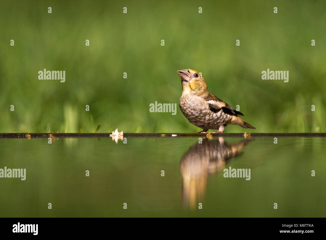 Onvolwassen drinkplaats Appelvink ; Hawfinch bij immatures au site potable Banque D'Images
