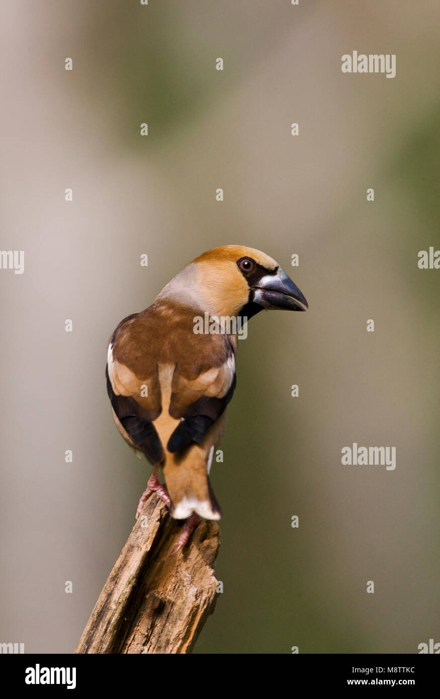 Volwassen Appelvink ; des profils Hawfinch Banque D'Images