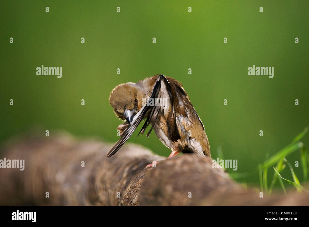 Poetsende Appelvink ; Lissage Hawfinch Banque D'Images