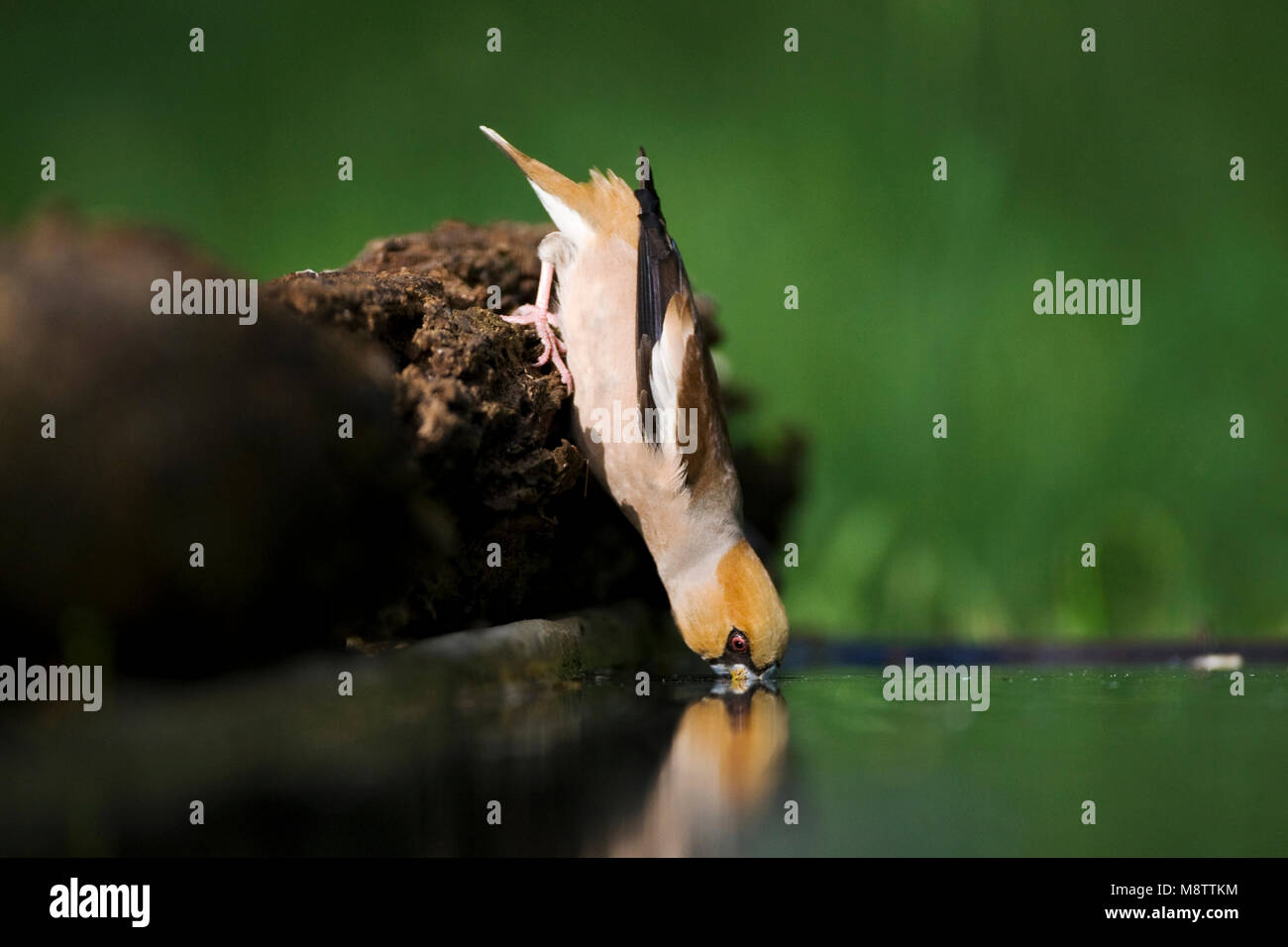 Drinkende Appelvink ; boire Hawfinch Banque D'Images