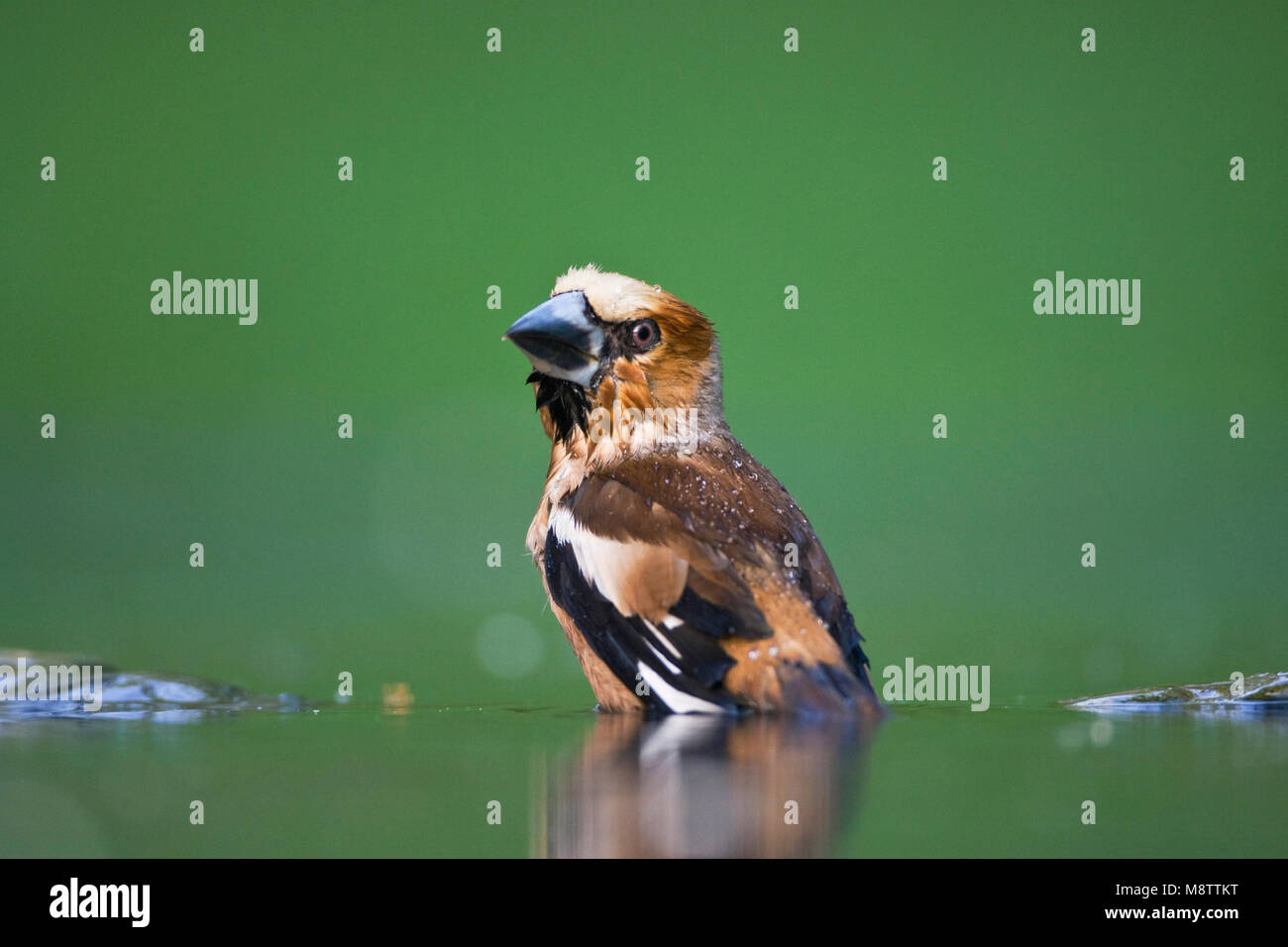 Volwassen Appelvink badderend ; des profils Hawfinch echelle Banque D'Images