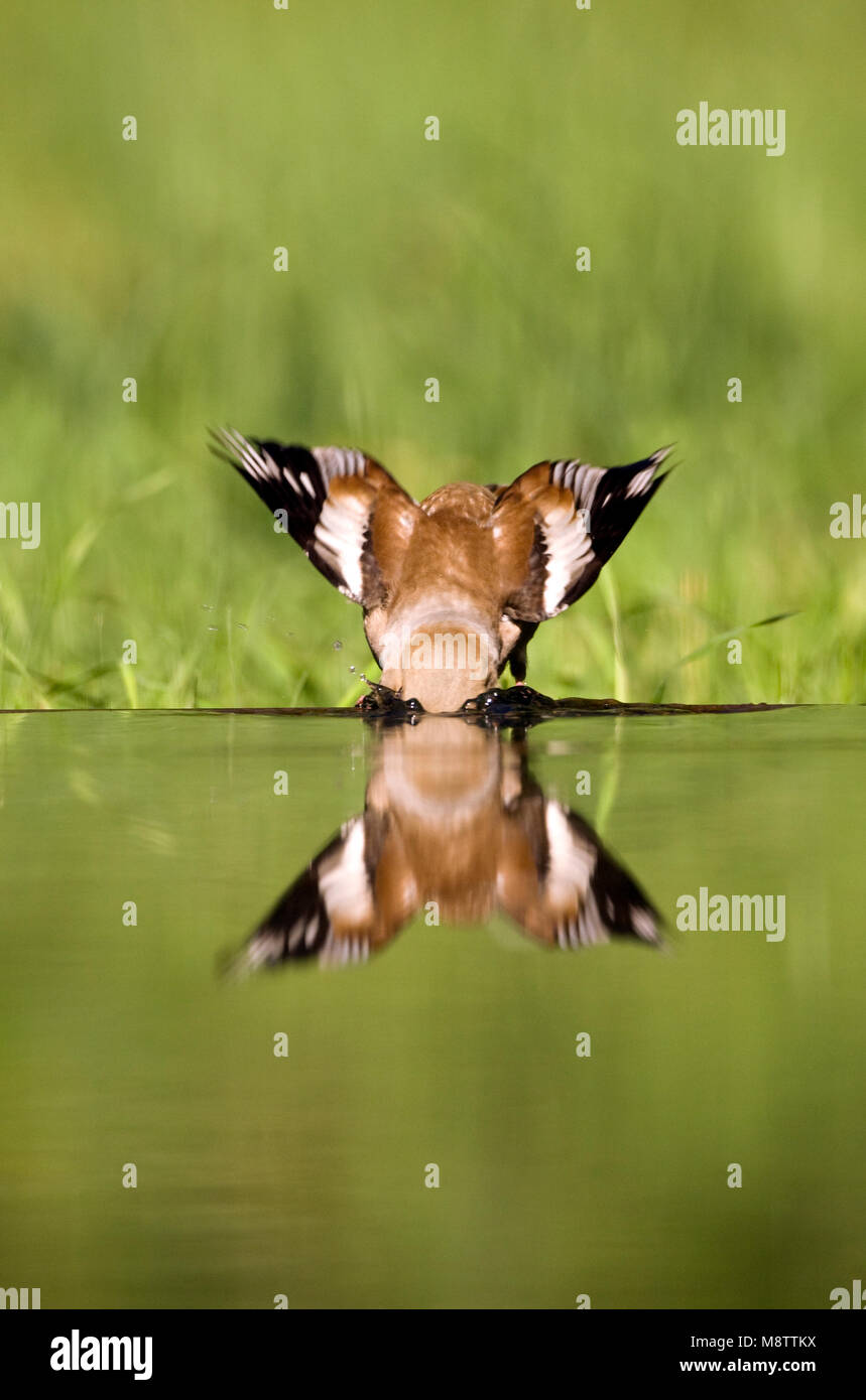 Bij de drinkplaats Appelvink ; Hawfinch au site potable Banque D'Images