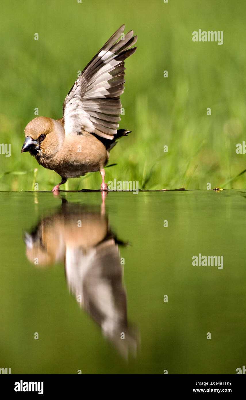 Bij de drinkplaats Appelvink ; Hawfinch au site potable Banque D'Images