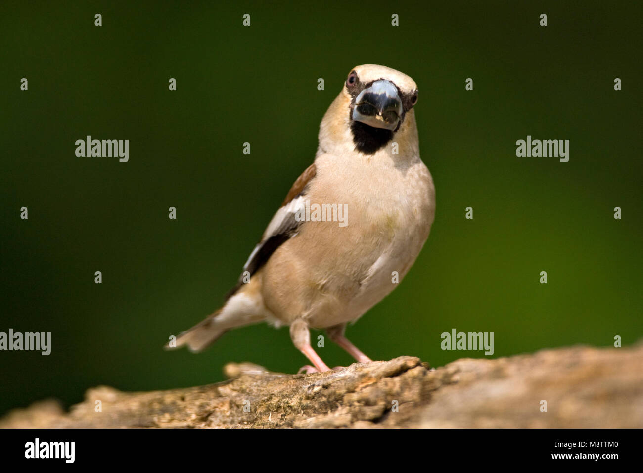 Bij de drinkplaats Appelvink ; Hawfinch au site potable Banque D'Images