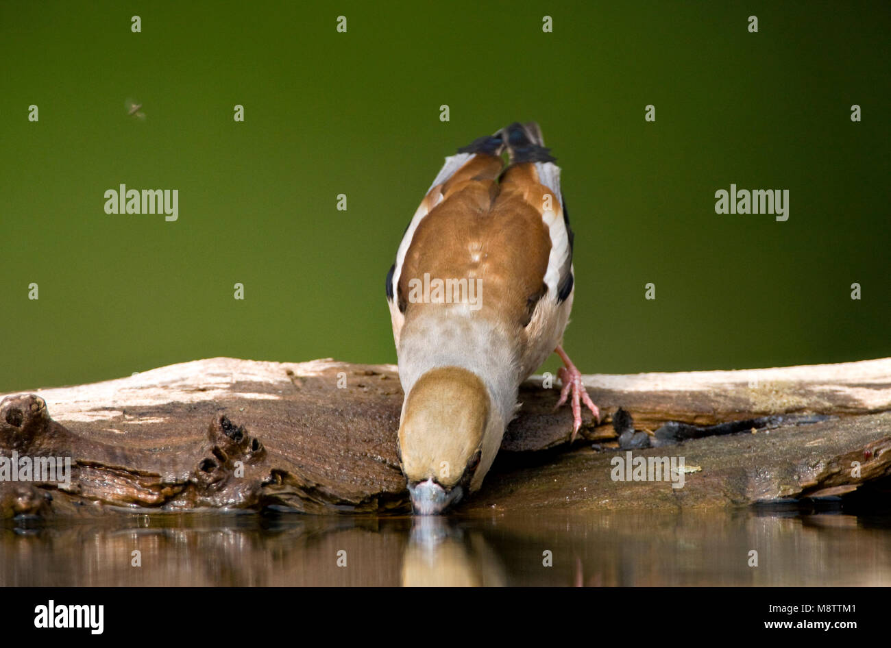 Bij de drinkplaats Appelvink ; Hawfinch au site potable Banque D'Images