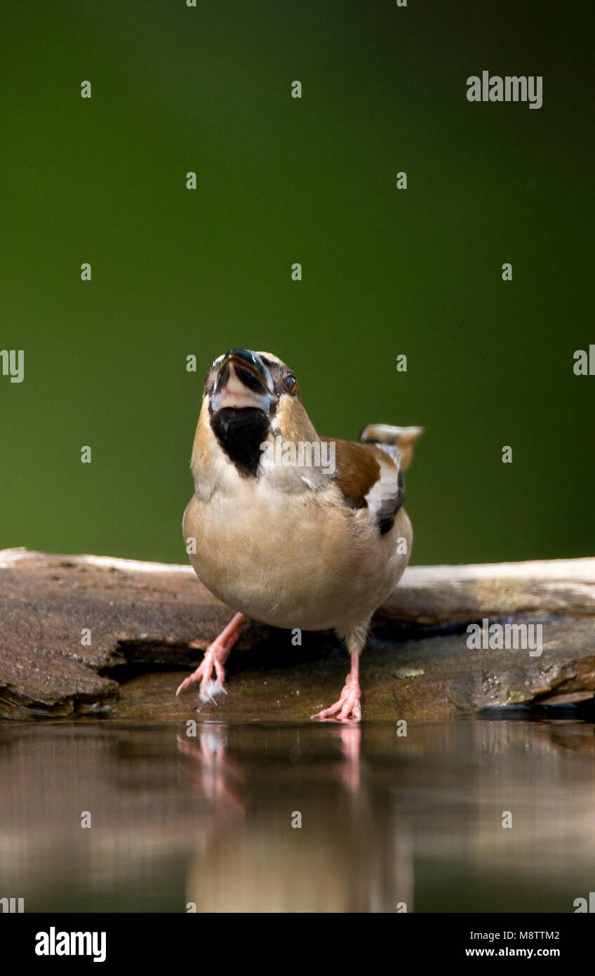 Drinkplaats Appelvink ; Hawfinch bij au site potable Banque D'Images