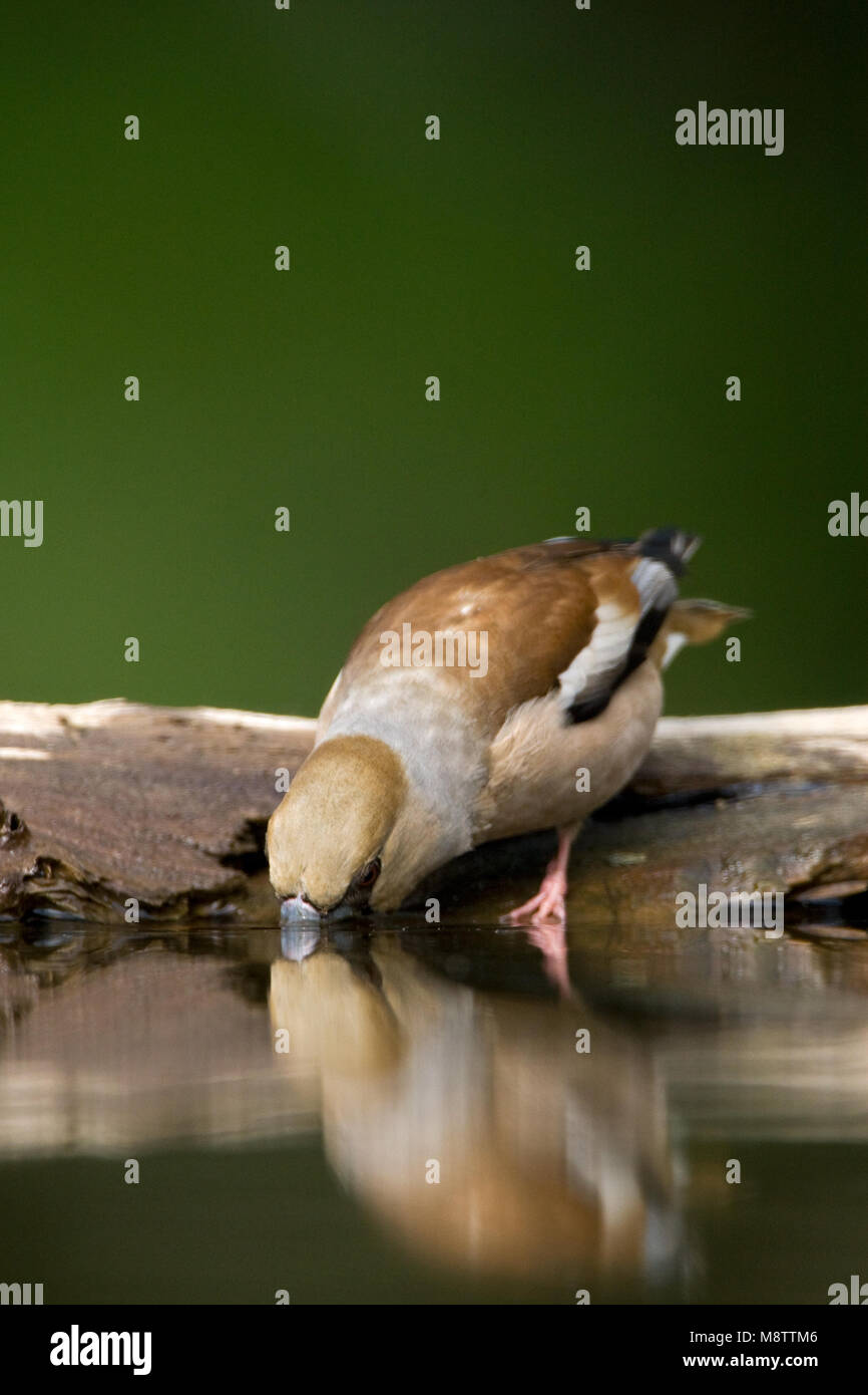 Drinkplaats Appelvink ; Hawfinch bij au site potable Banque D'Images