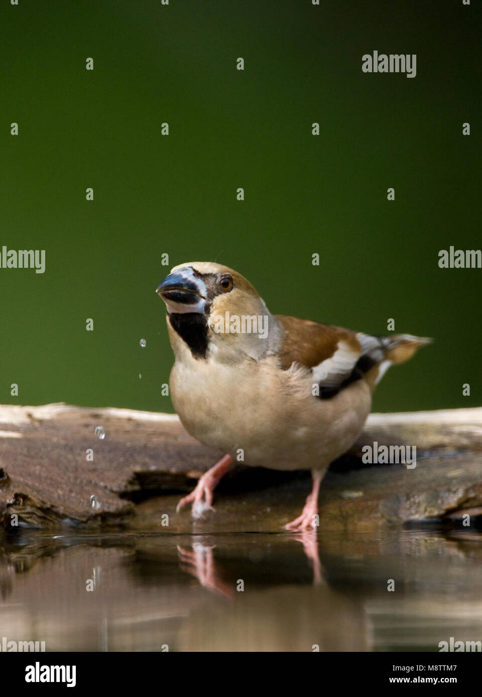 Bij de drinkplaats Appelvink ; Hawfinch au site potable Banque D'Images