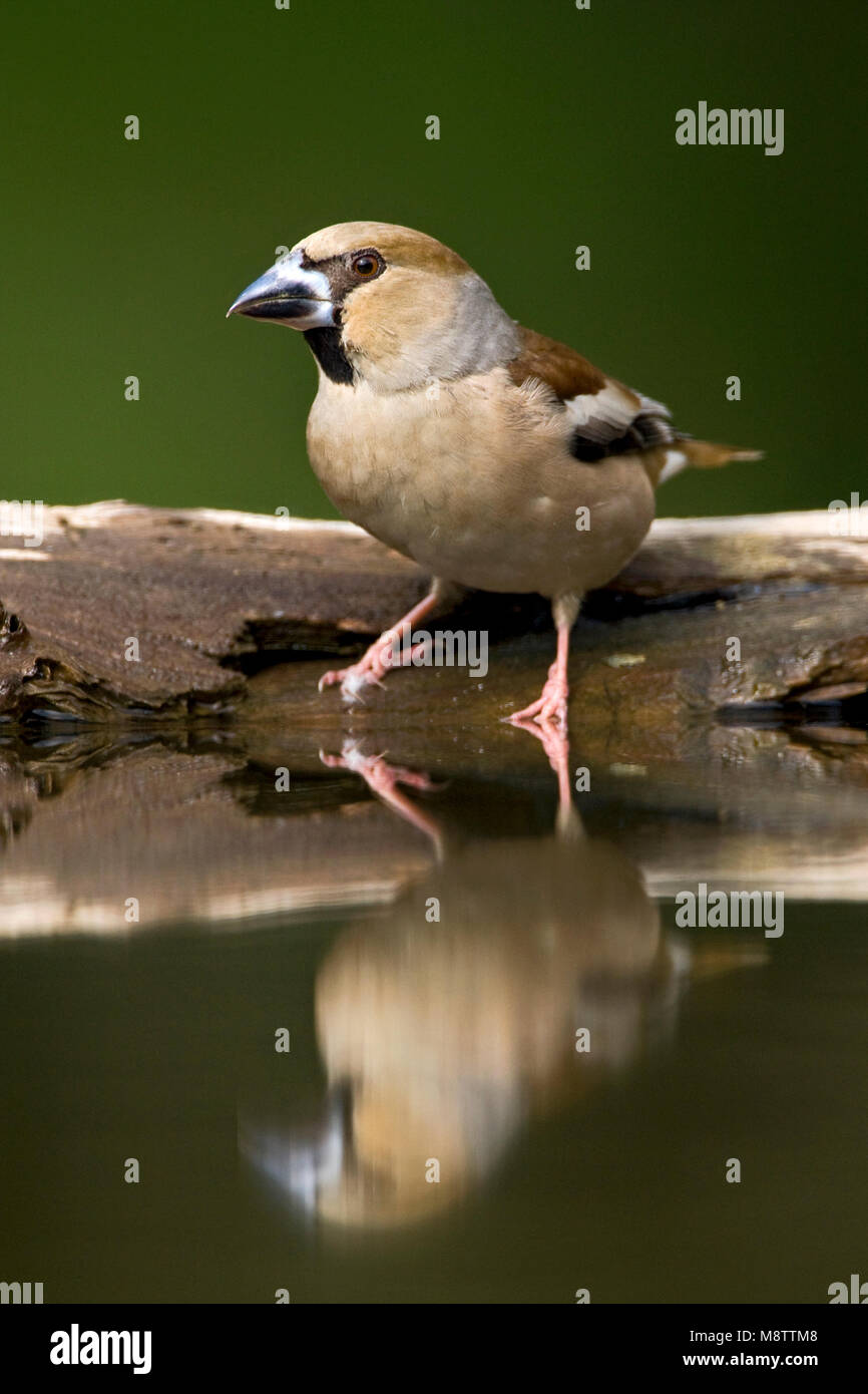 Bij de drinkplaats Appelvink ; Hawfinch au site potable Banque D'Images