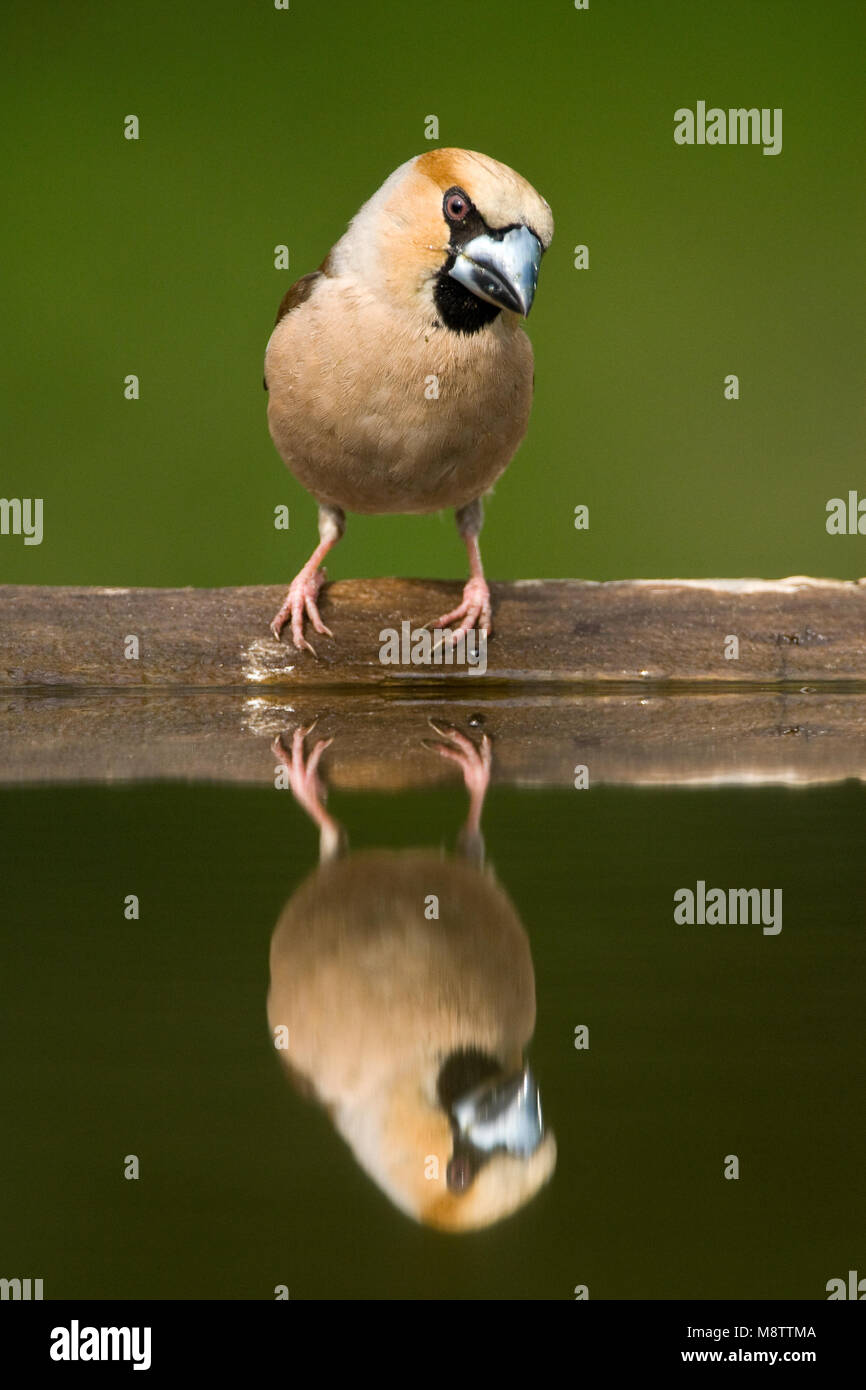 Bij de drinkplaats Appelvink ; Hawfinch au site potable Banque D'Images
