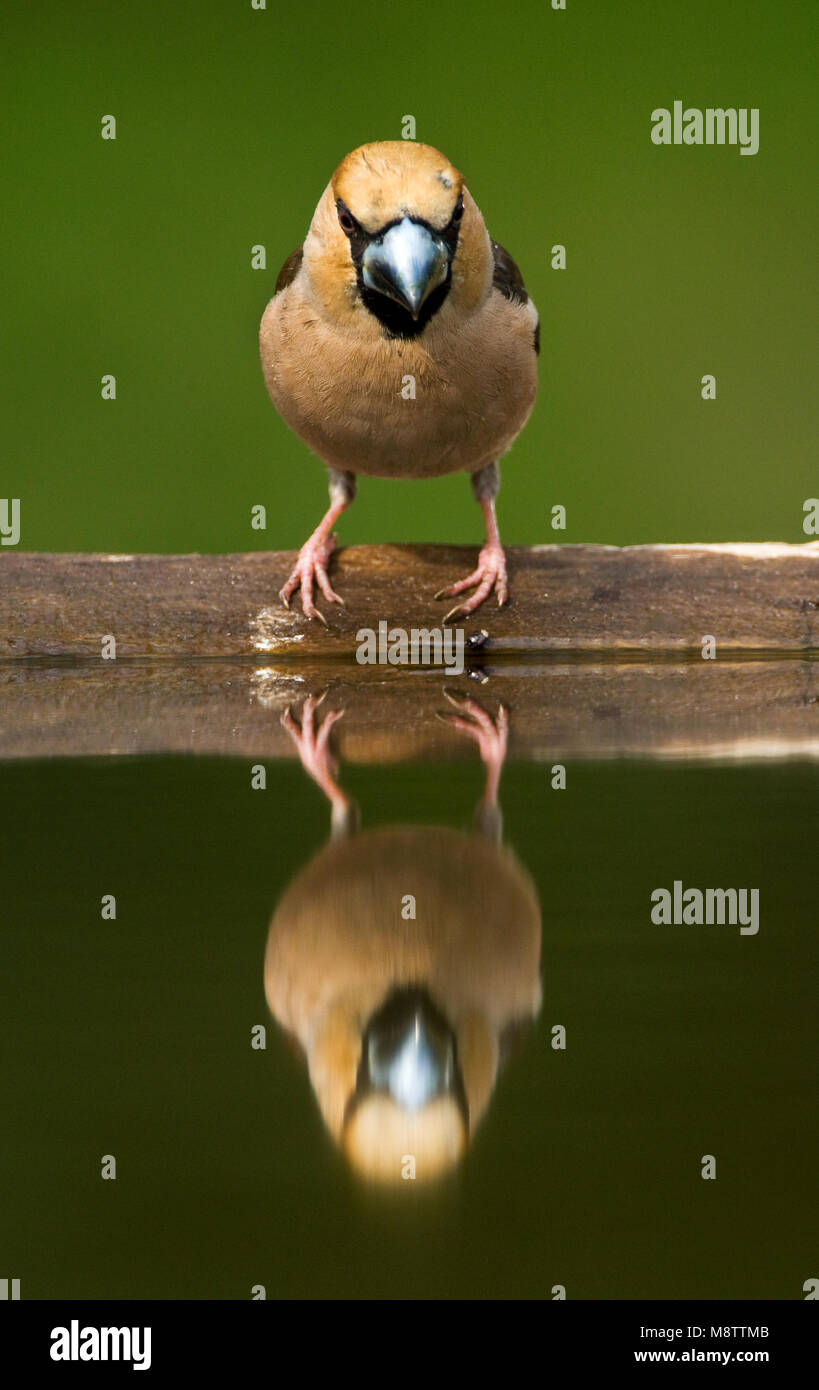 Appelvink Coccothraustes coccothraustes Hawfinch,, Banque D'Images