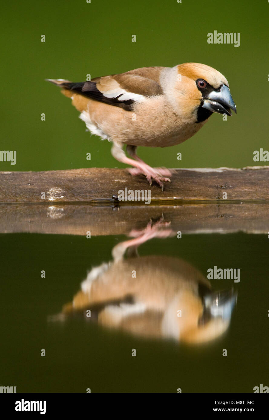 Bij de drinkplaats Appelvink ; Hawfinch au site potable Banque D'Images