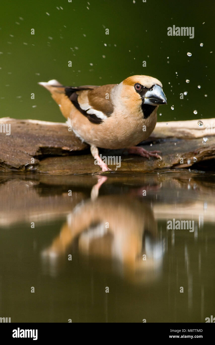 Bij de drinkplaats Appelvink ; Hawfinch au site potable Banque D'Images