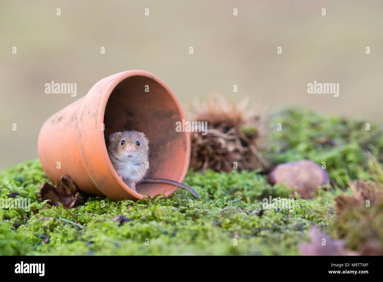 La souris se cache dans un cache-pot Banque D'Images