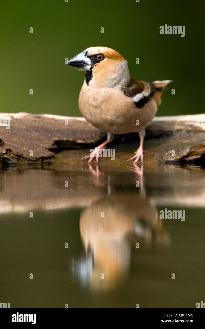 Bij de drinkplaats Appelvink ; Hawfinch au site potable Banque D'Images