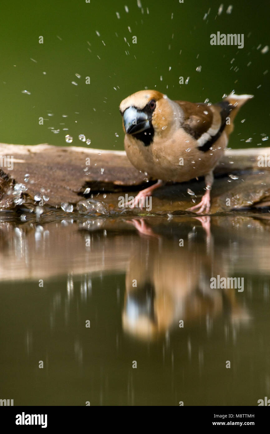 Bij de drinkplaats Appelvink ; Hawfinch au site potable Banque D'Images