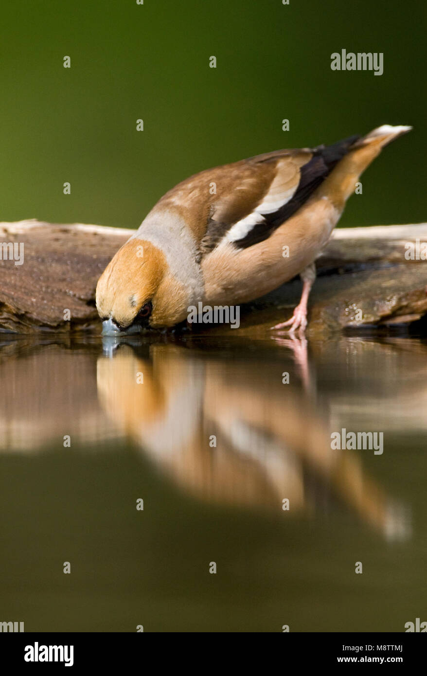 Bij de drinkplaats Appelvink ; Hawfinch au site potable Banque D'Images