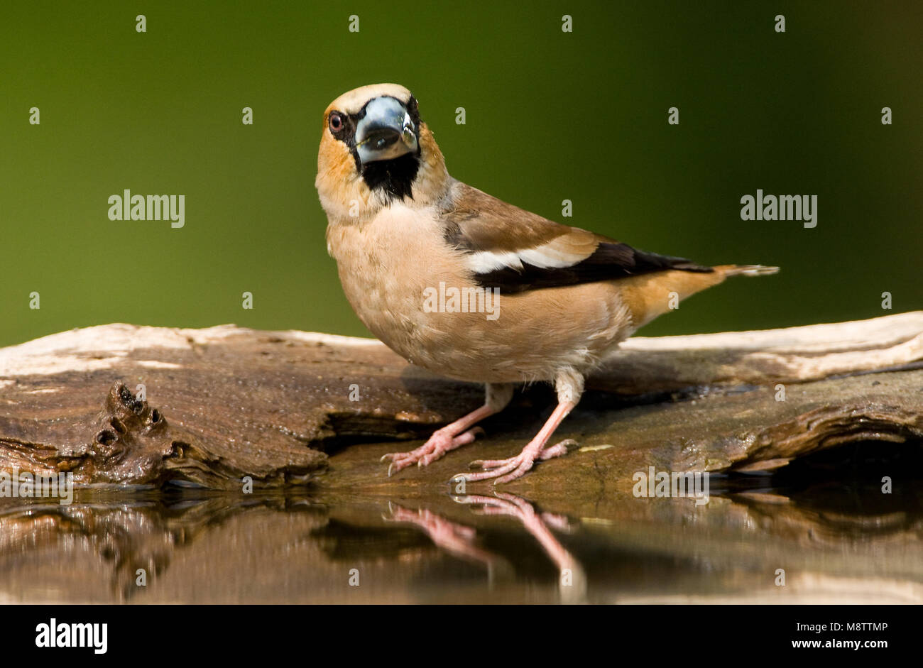 Bij de drinkplaats Appelvink ; Hawfinch au site potable Banque D'Images