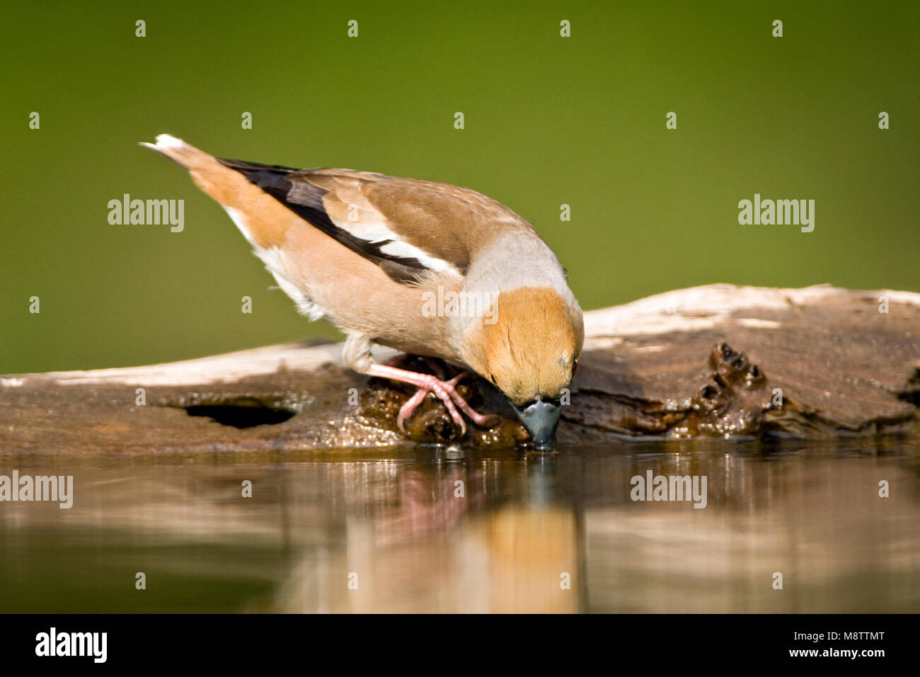Bij de drinkplaats Appelvink ; Hawfinch au site potable Banque D'Images