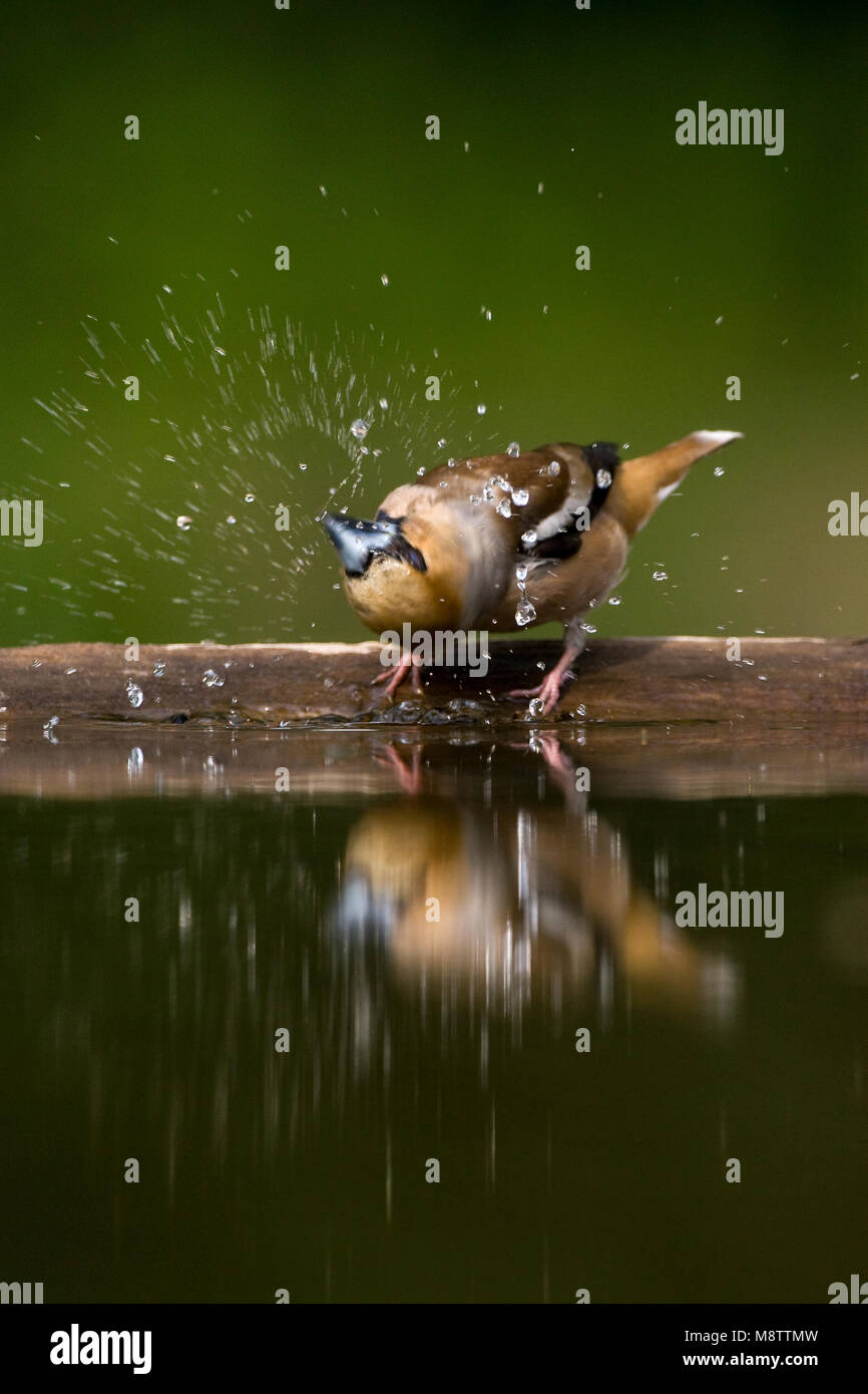 Bij de drinkplaats Appelvink ; Hawfinch au site potable Banque D'Images