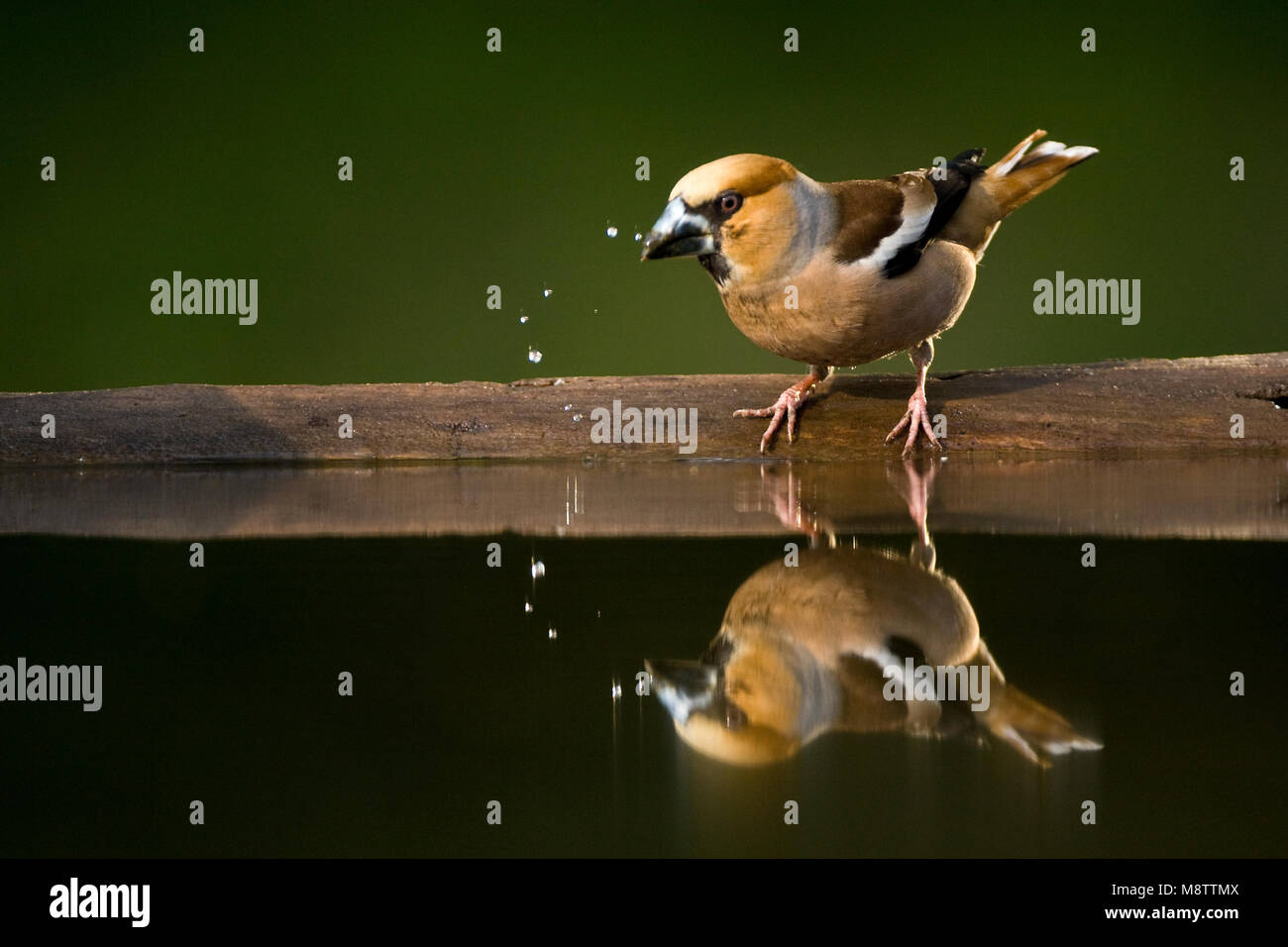 Bij de drinkplaats Appelvink ; Hawfinch au site potable Banque D'Images