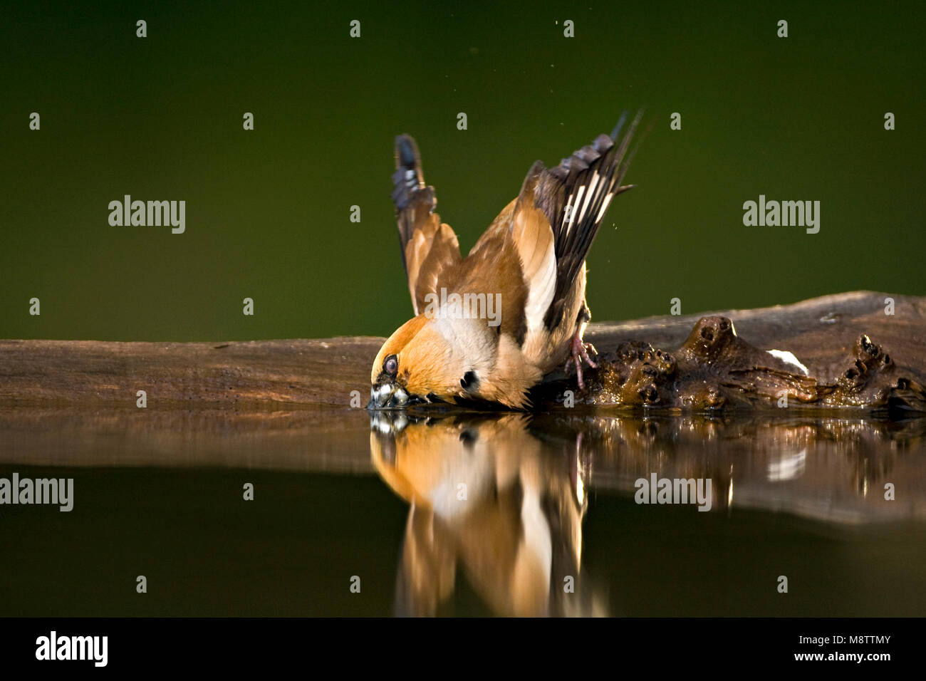 Bij de drinkplaats Appelvink ; Hawfinch au site potable Banque D'Images