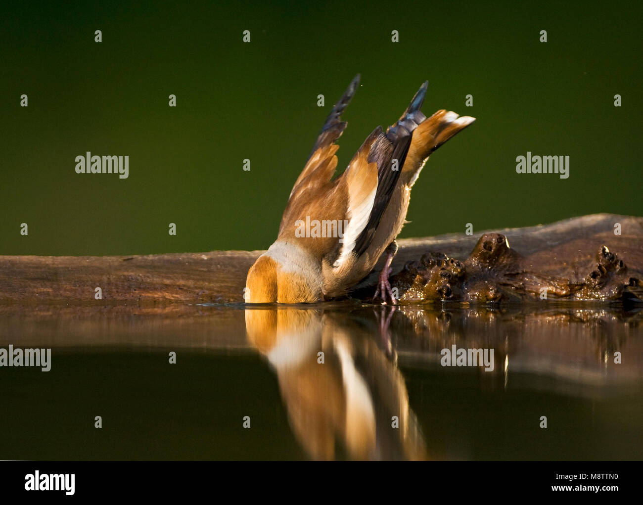 Appelvink Coccothraustes coccothraustes Hawfinch,, Banque D'Images