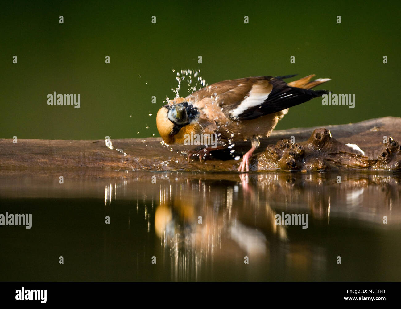 Bij de drinkplaats Appelvink ; Hawfinch au site potable Banque D'Images