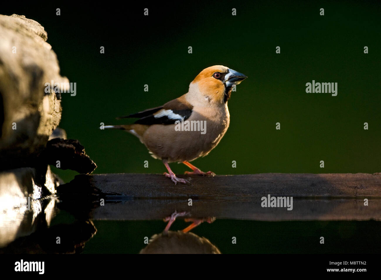 Bij de drinkplaats Appelvink ; Hawfinch au site potable Banque D'Images