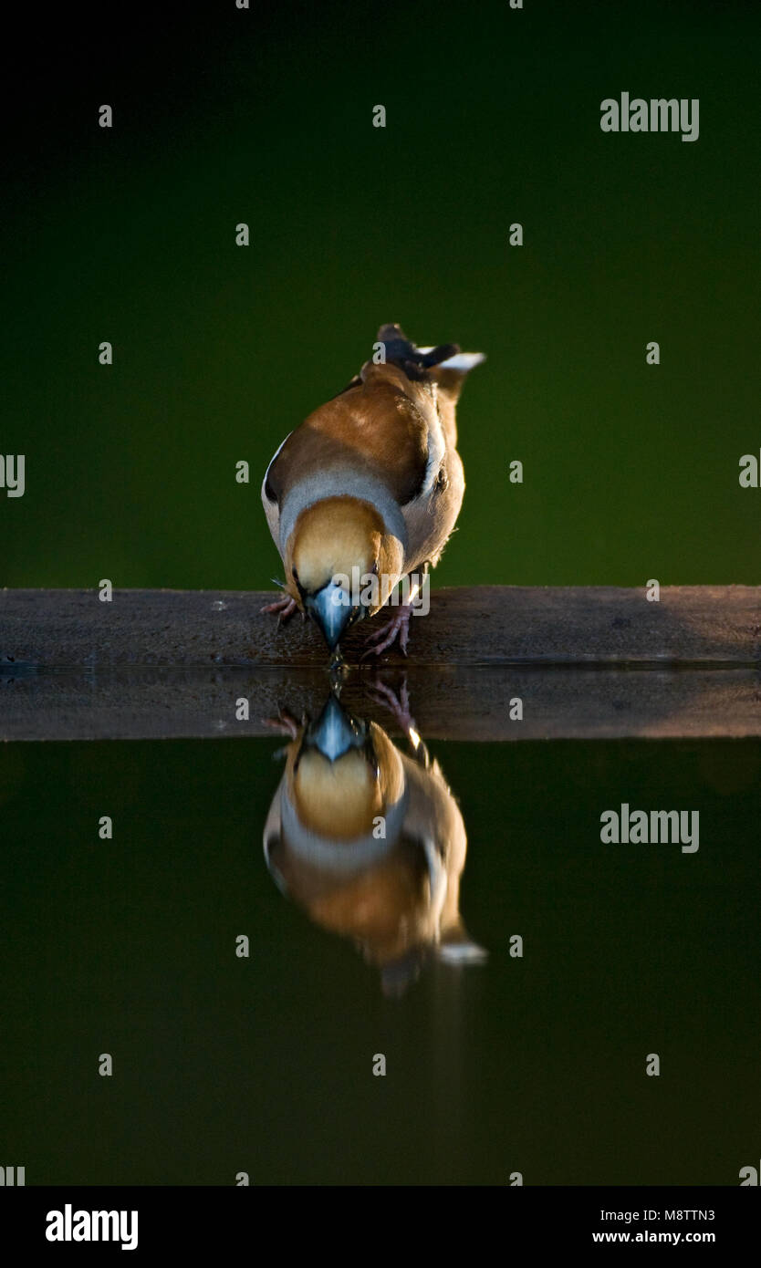 Bij de drinkplaats Appelvink ; Hawfinch au site potable Banque D'Images