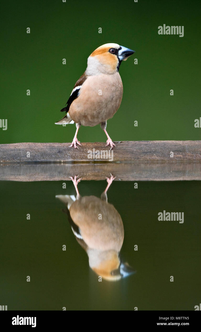 Bij de drinkplaats Appelvink ; Hawfinch au site potable Banque D'Images