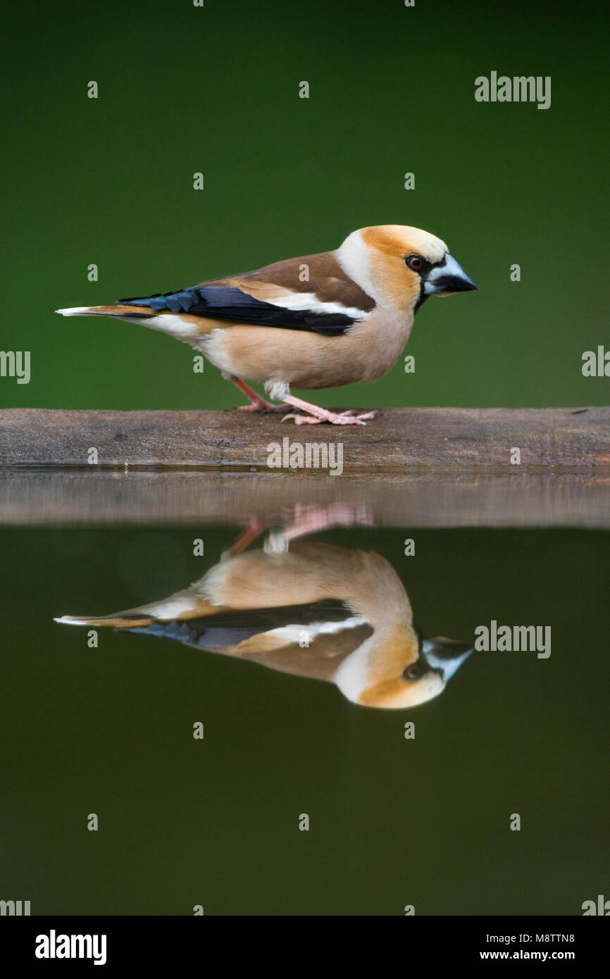 Bij de drinkplaats Appelvink ; Hawfinch au site potable Banque D'Images