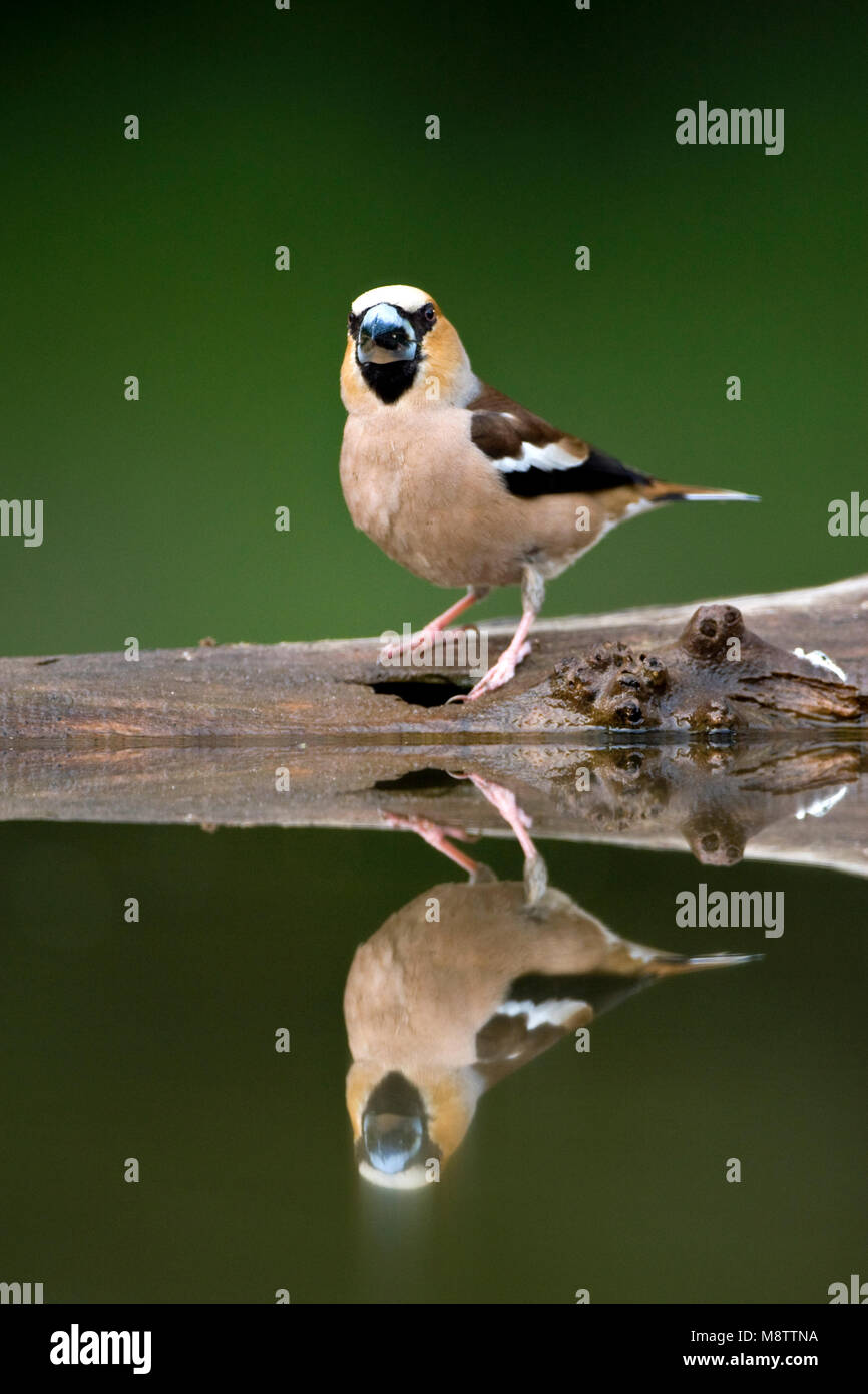 Bij de drinkplaats Appelvink ; Hawfinch au site potable Banque D'Images