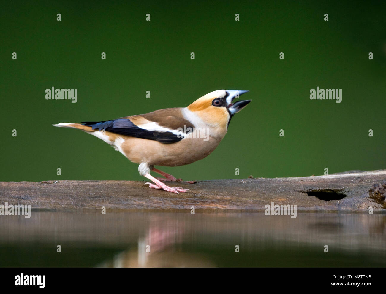 Bij de drinkplaats Appelvink ; Hawfinch au site potable Banque D'Images