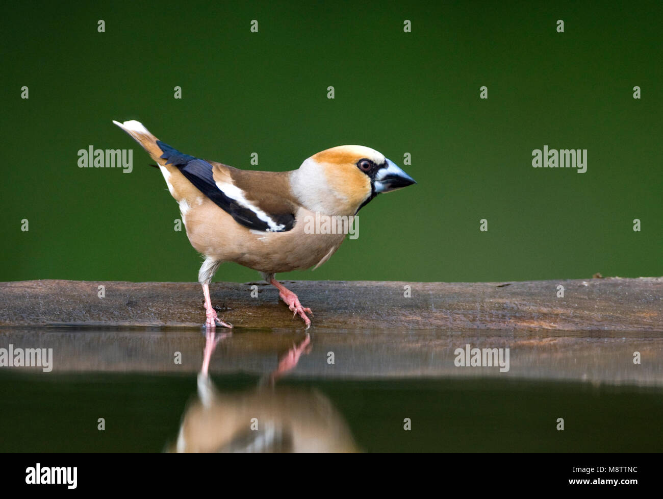 Bij de drinkplaats Appelvink ; Hawfinch au site potable Banque D'Images