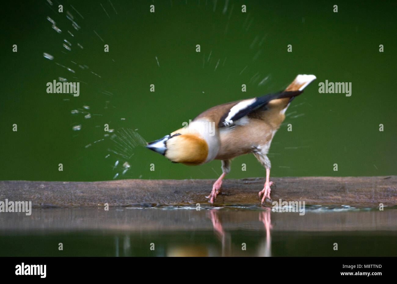 Bij de drinkplaats Appelvink ; Hawfinch au site potable Banque D'Images