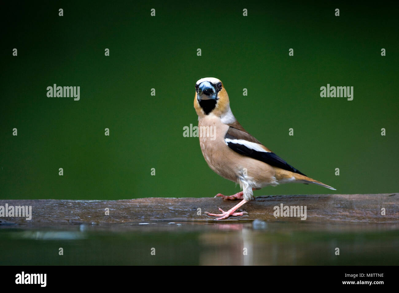 Bij de drinkplaats Appelvink ; Hawfinch au site potable Banque D'Images