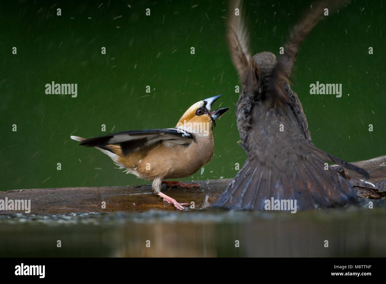 Bij de drinkplaats Appelvink ; Hawfinch au site potable Banque D'Images