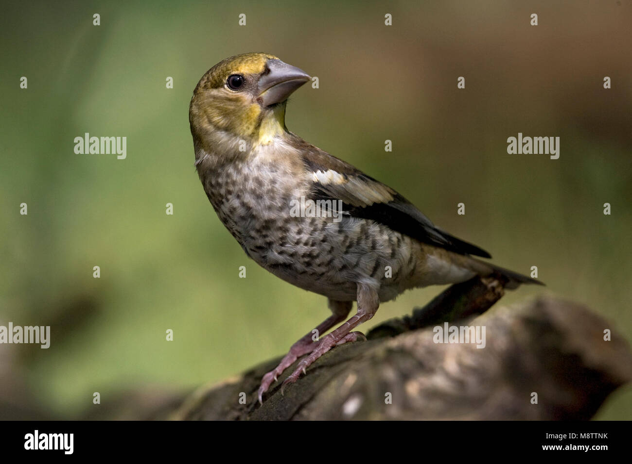 Onvolwassen Appelvink zittend op een tak ; Hawfinch perché sur une branche immature Banque D'Images