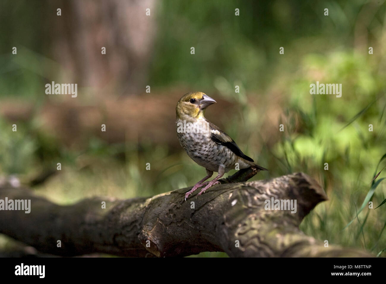 Onvolwassen Appelvink zittend op een tak ; Hawfinch perché sur une branche immature Banque D'Images