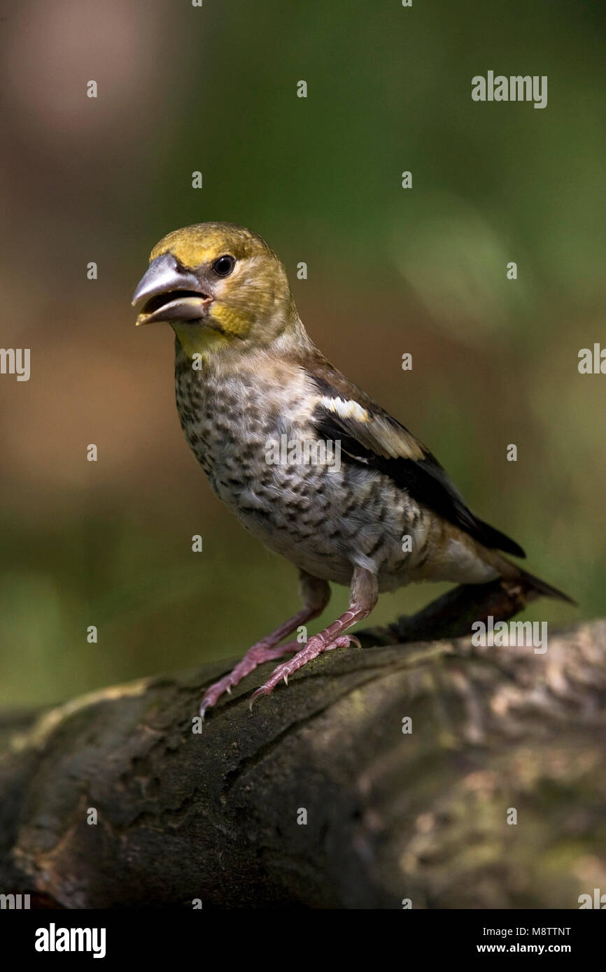 Appelvink Coccothraustes coccothraustes Hawfinch,, Banque D'Images