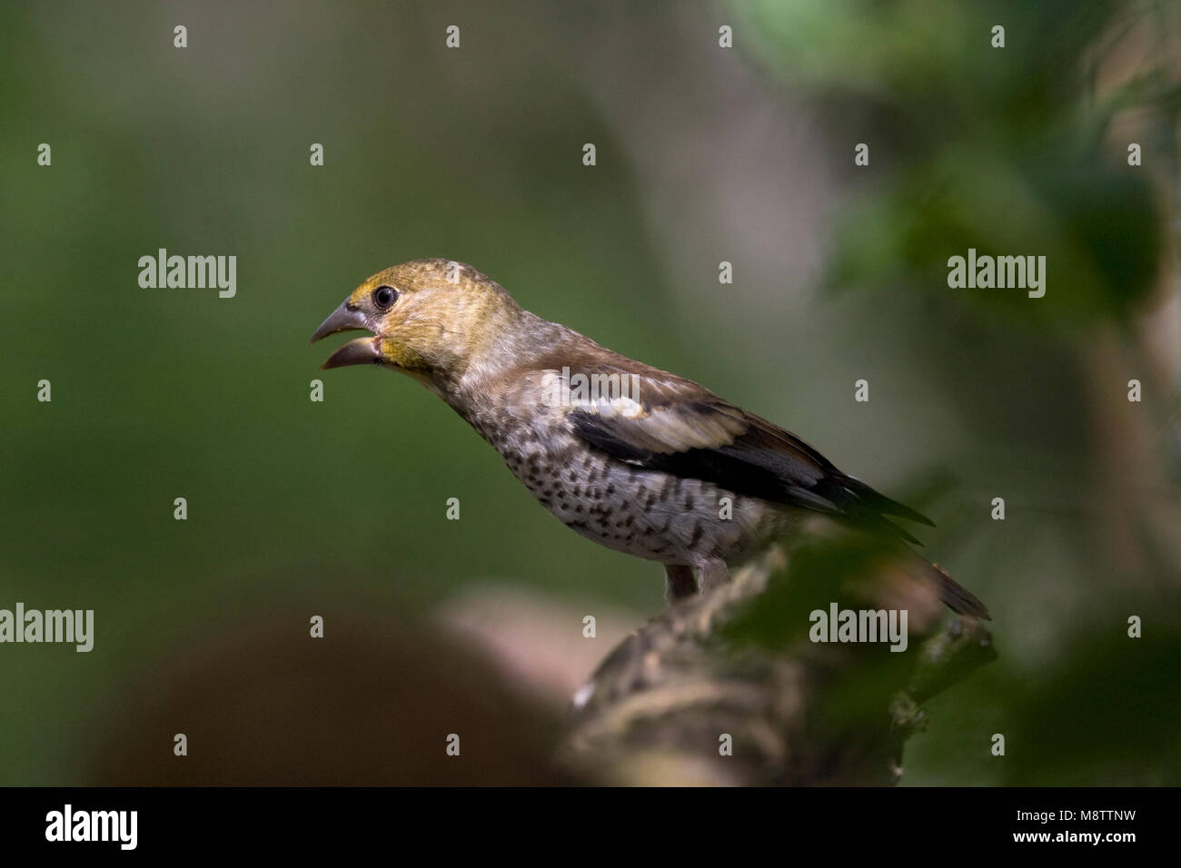 Bij de drinkplaats Appelvink ; Hawfinch au site potable Banque D'Images