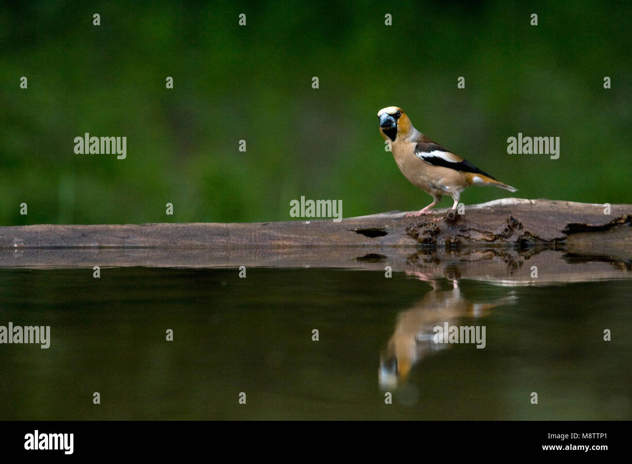 Bij de drinkplaats Appelvink ; Hawfinch au site potable Banque D'Images