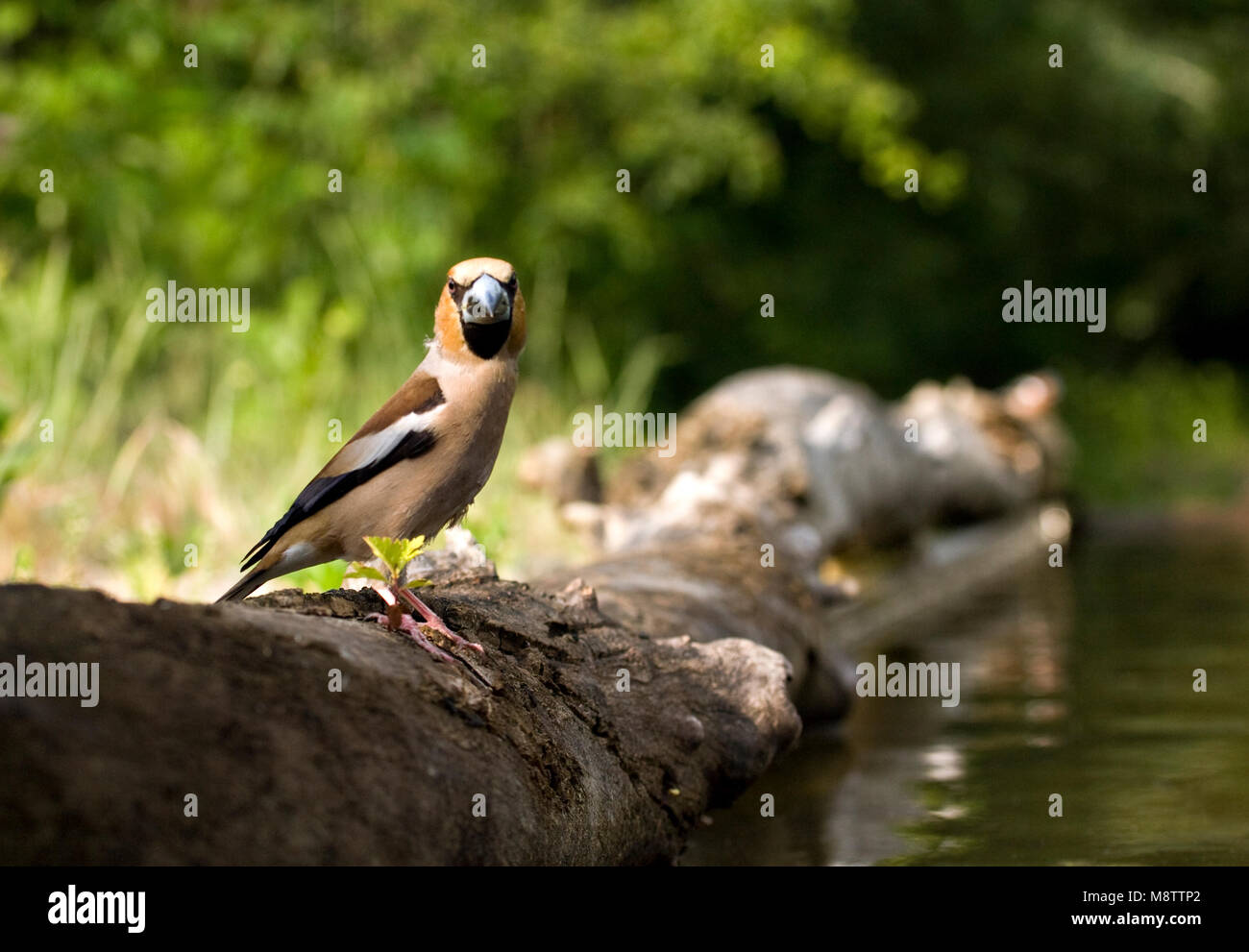 Bij de drinkplaats Appelvink ; Hawfinch au site potable Banque D'Images