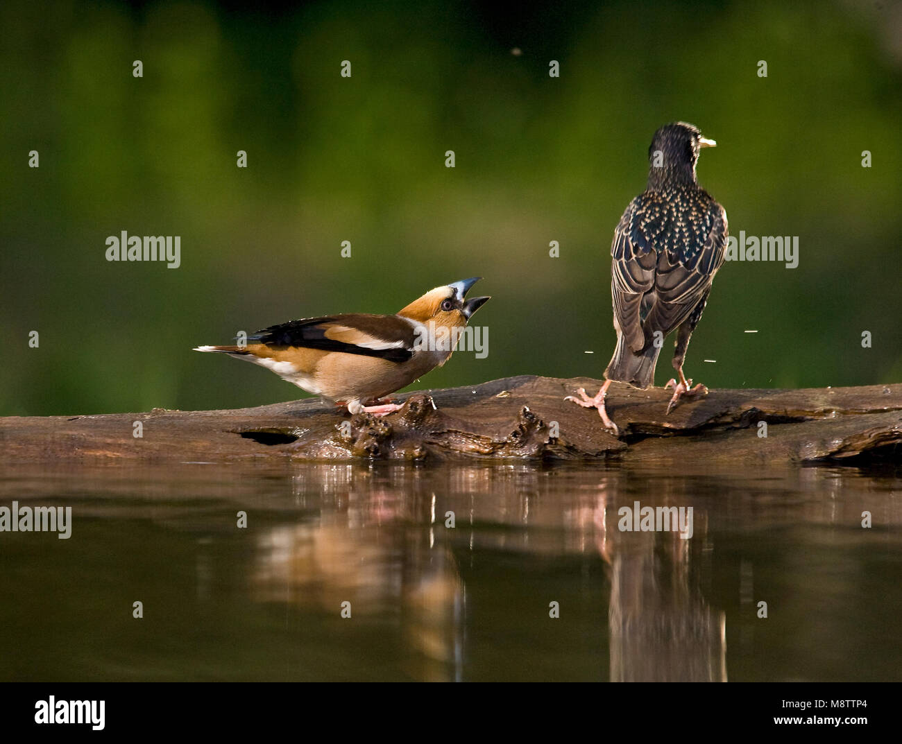 Bij de drinkplaats Appelvink ; Hawfinch au site potable Banque D'Images