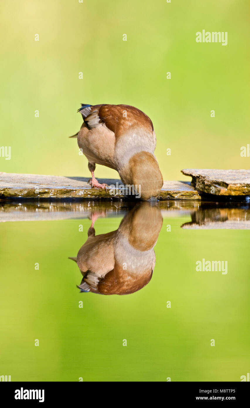 Drinkplaats Appelvink ; Hawfinch bij au site potable Banque D'Images